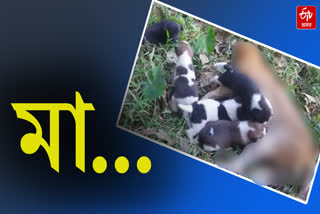 Dog who gave birth to five children killed two days ago in Puranigudam