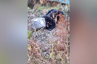 Bear Cub's Head Got Trapped In Canister In Chamoli, Rescued By Forest Dept Team