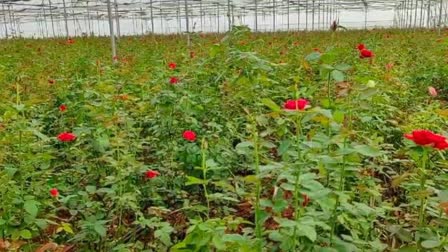 Rose Cultivation