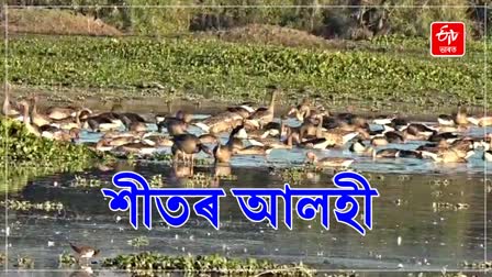 Attraction of birds Migratory in Majuli