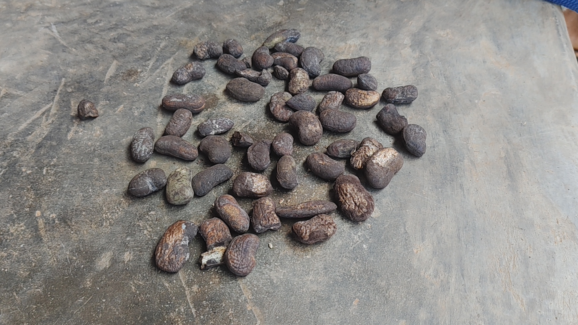 Kandhamal Mandipanka Mango Kernel Tragedy