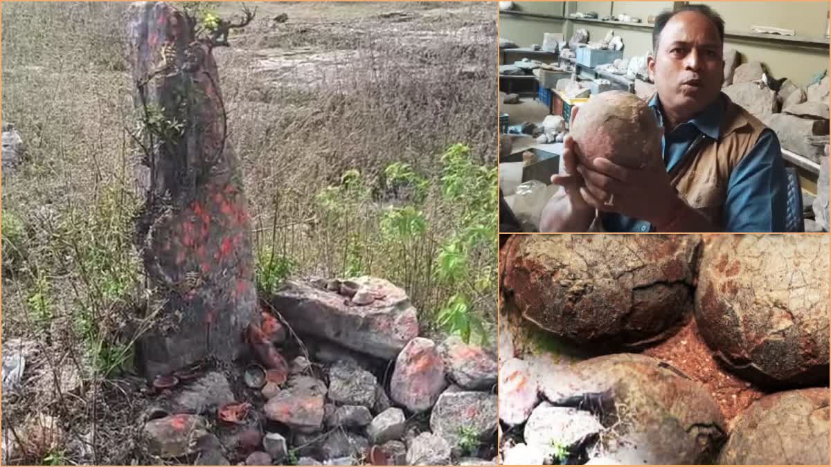 Big Round Stones Found As Dinosaur Eggs In Madhya Pradesh Dhaar District