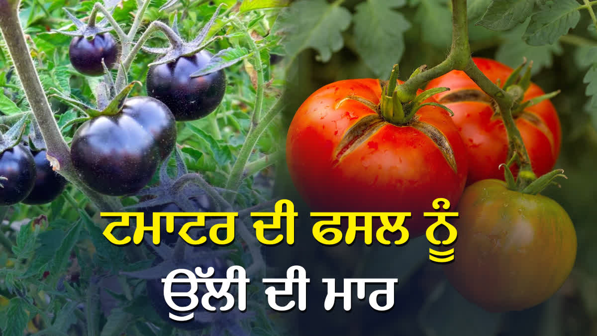 Tomato crop in Ludhiana is affected by fungal disease