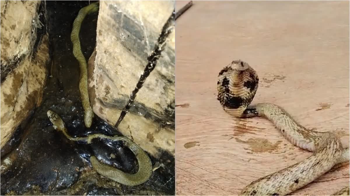 Rescue of cobra trapped in asphalt