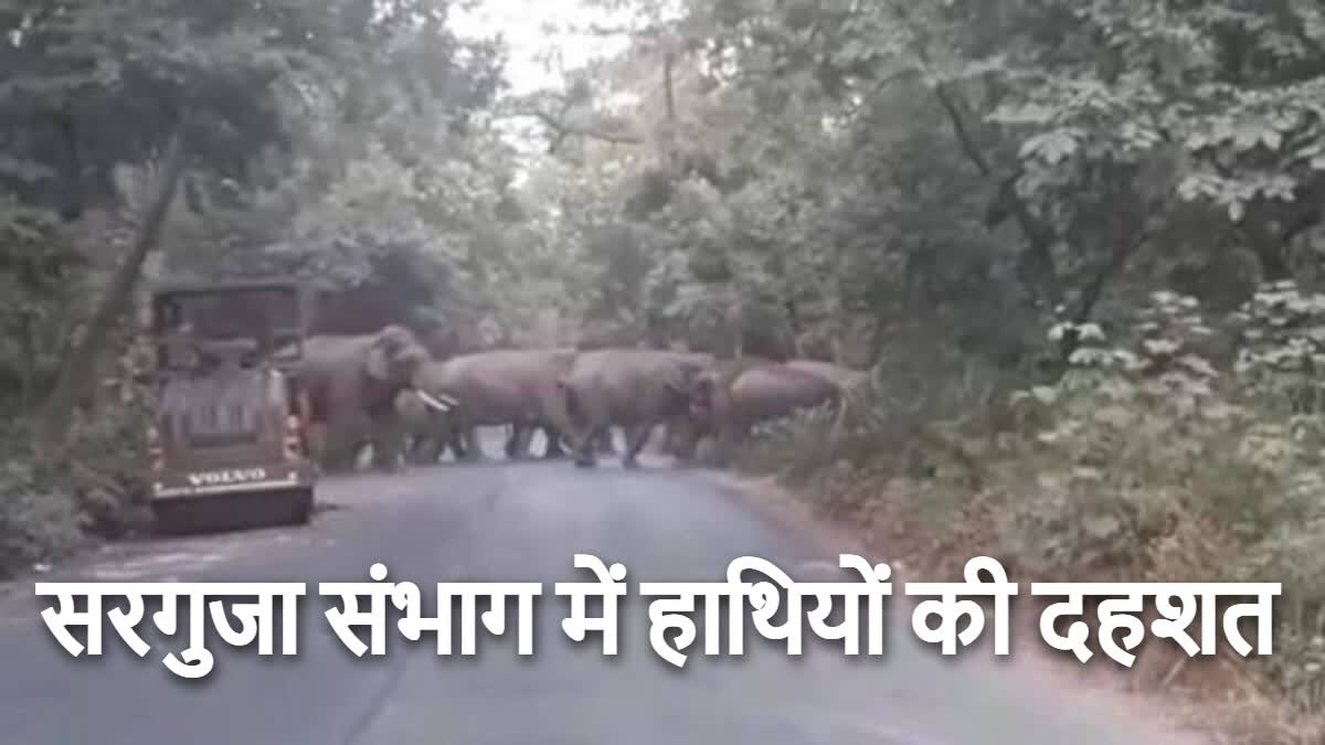 Elephant Terror In Surguja Division