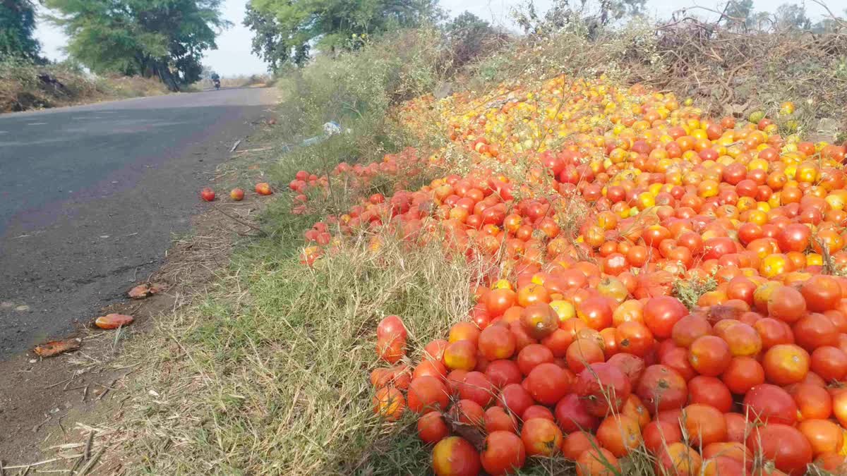 Farmers destroying tomato crops