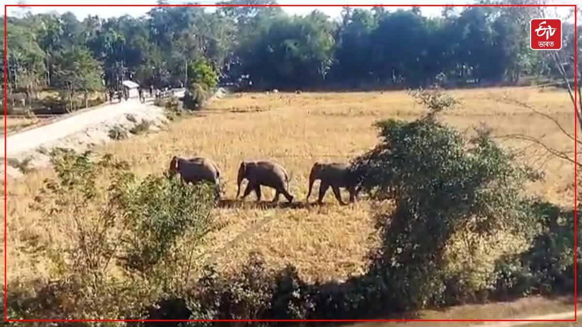 wild elephant terror in Assam Arunachal border