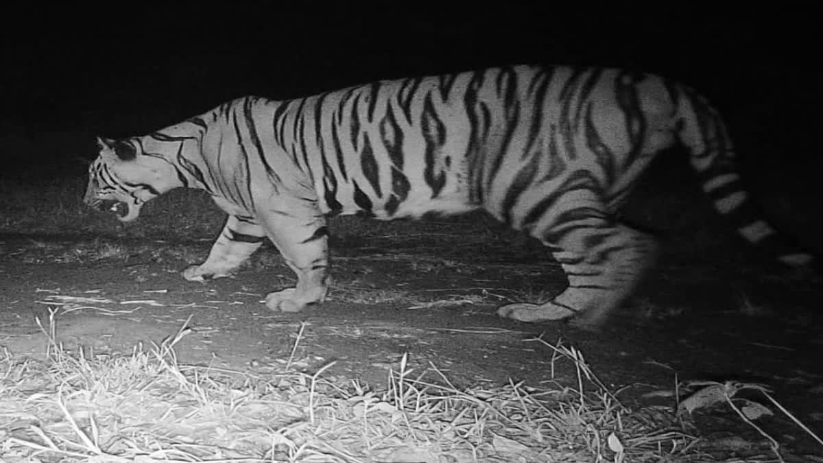 Stripped Tiger Found