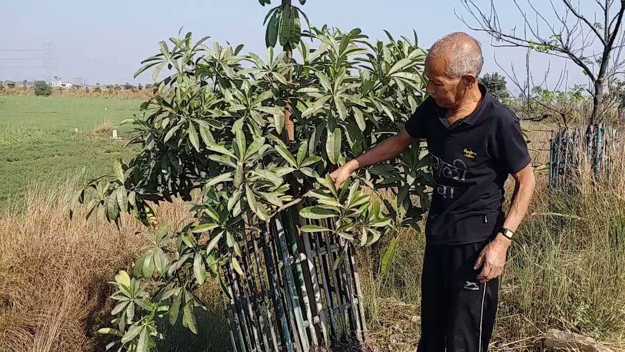 पेड़ की देखभाल करते बंगाली बाबा