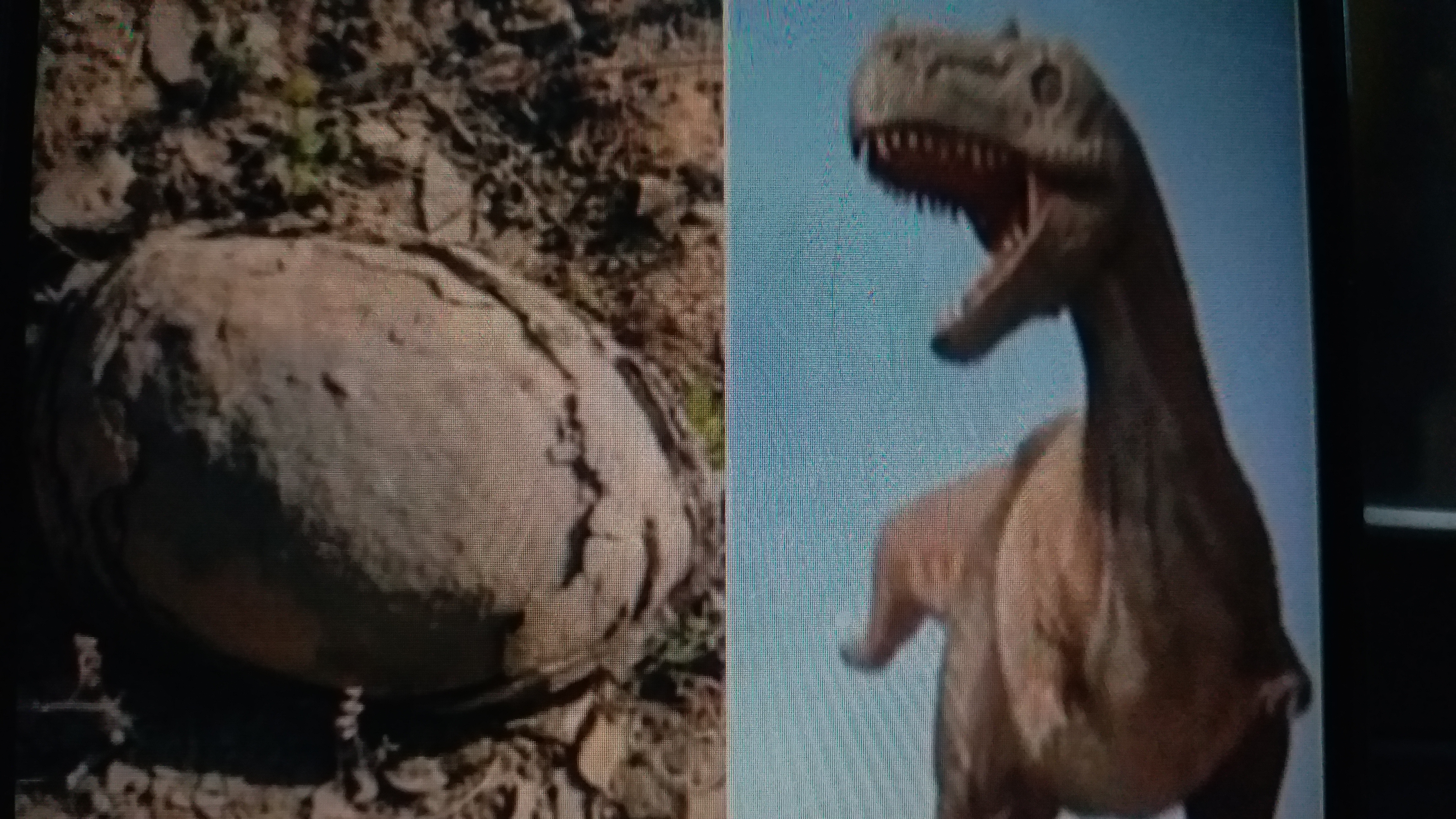 Big Round Stones Found As Dinosaur Eggs In Madhya Pradesh Dhaar District