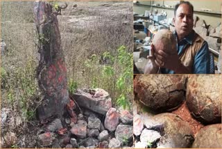 Big Round Stones Found As Dinosaur Eggs In Madhya Pradesh Dhaar District