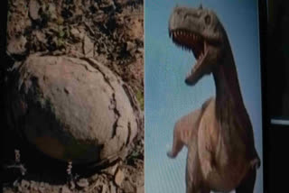 The Archeology department of Lucknow has recently discovered that the stone balls worshipping by the people in Madhya Pradesh are nothing but fossilised dinosaur eggs. The eggs were in oval and circular in shape. From this discovery, it was believed that the reproduction of dinosaurs is similar to that of turtles and other reptiles. Earlier in 2020, a video showing dinosaur eggs in Tamil Nadu was circulating on social media which turned out to be  ammonites after a group of geological experts investigated them.