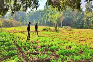 Opium destruction campaign in Khunti