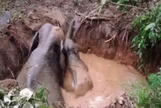 Wild elephant and baby fell into well  കിണറ്റിൽ വീണ് കാട്ടാനയും കുട്ടിയാനയും  കാട്ടാന കിണറ്റിൽ വീണു  എറണാകുളം കാട്ടാന കിണറിൽ  കാട്ടാനകൾ കിണറ്റിൽ വീണു  Wild elephant and baby fell into well in Ernakulam  Wild elephant and baby fell into well Mamalakandam  elephants fall into well  Ernakulam Mamalakandam elephants fell into well  wild elephant fell into well rescue  കാട്ടാന എറണാകുളം