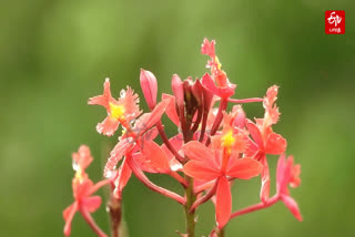 siluvai flowers season started in Kodaikanal