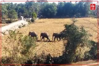 wild elephant terror in Assam Arunachal border