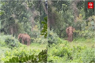 நரிக்கல்பதி வழியாக வலம் வரும் சுள்ளி கொம்பம் யானை