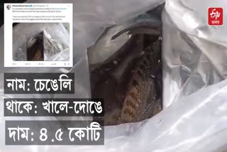 Chenga mas seized in Dibrugarh Mohanbari Airport