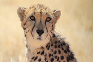 Pawan Cheetah