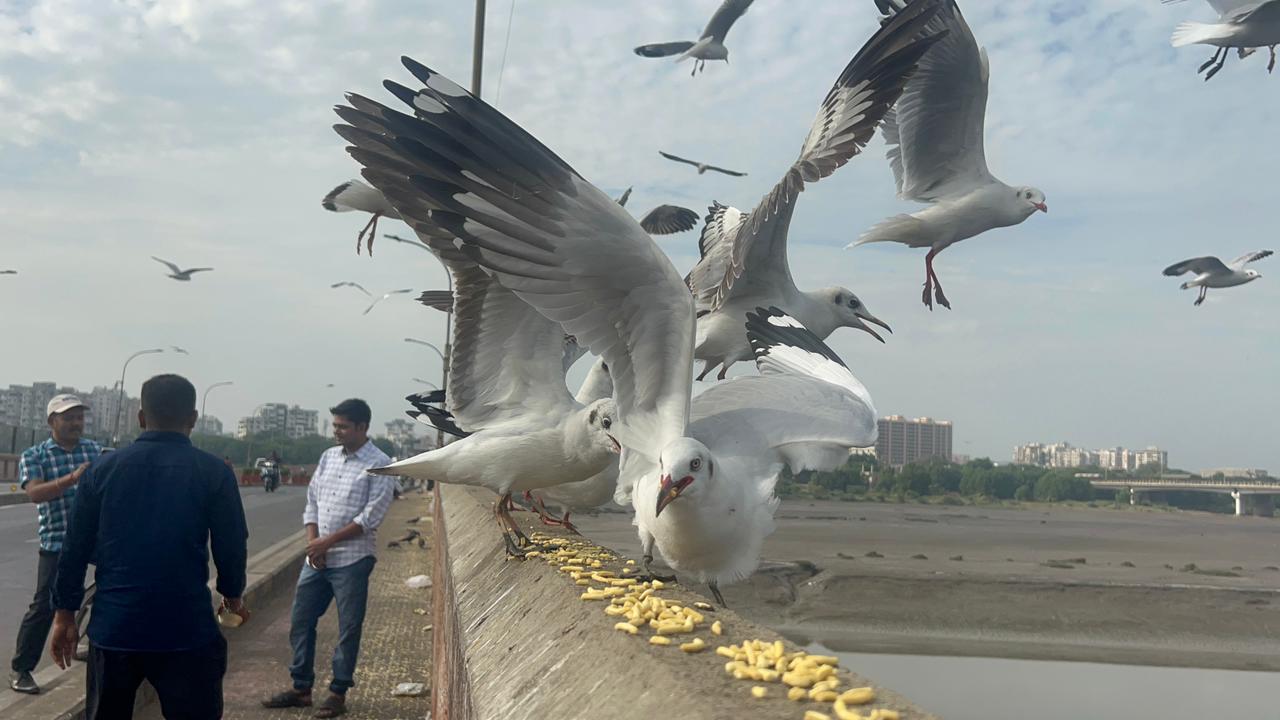 તાપી નદીના કિનારે ગાંઠીયાની જીયાફત માણતા વિદેશી પક્ષીઓ