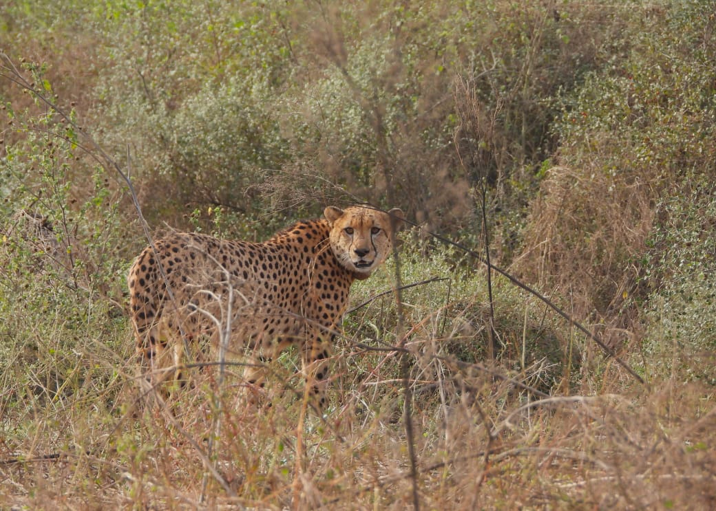 Cheetah