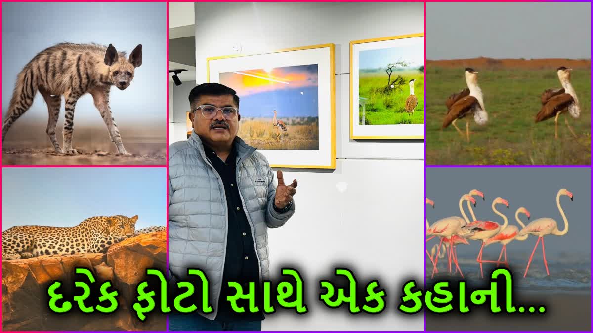 કચ્છની વાઈલ્ડ લાઈફ