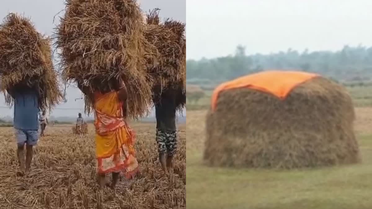 FARMERS ARE WORRIED ABOUT PADDY