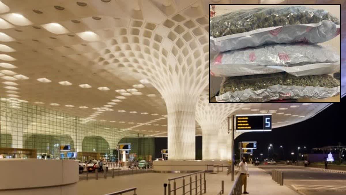 Customs seized marijuana worth over Rs 11 crore at Mumbai airport, one person arrested