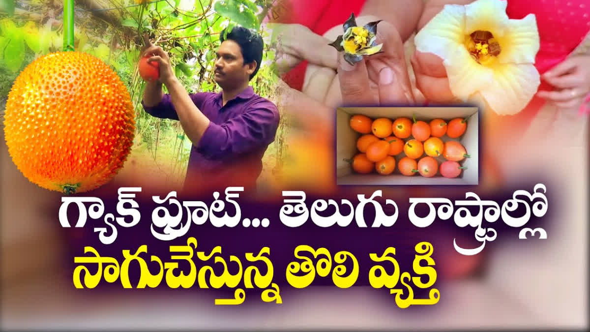 gac_fruit_farming_for_first_time_in_telugu_states_by_eluru_farmer