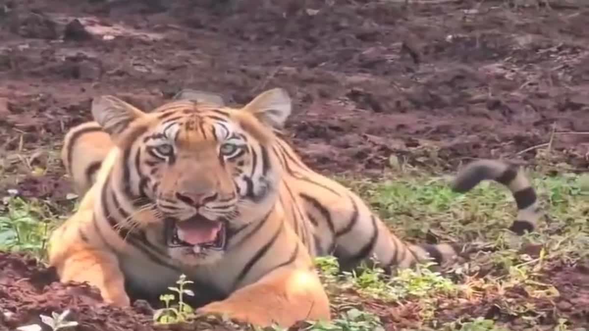 PCCF On Tiger Population In Odisha