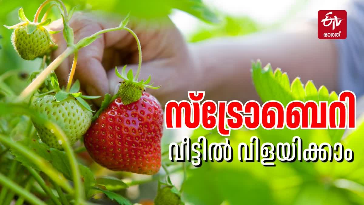 STRAWBERRY GROWING TIPS  STRAWBERRY BENEFITS  സ്‌ട്രോബറി വീട്ടില്‍ വളര്‍ത്താം  STRAWBERRY IN CONTAINERS