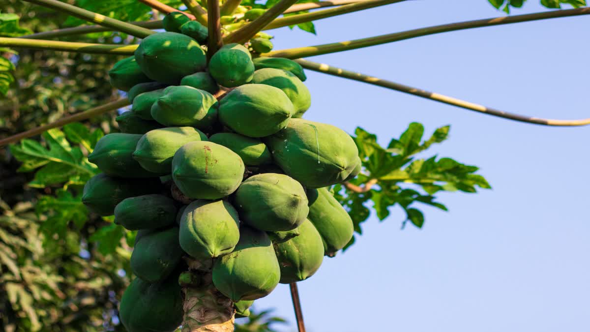 RAW PAPAYA BENEFITS