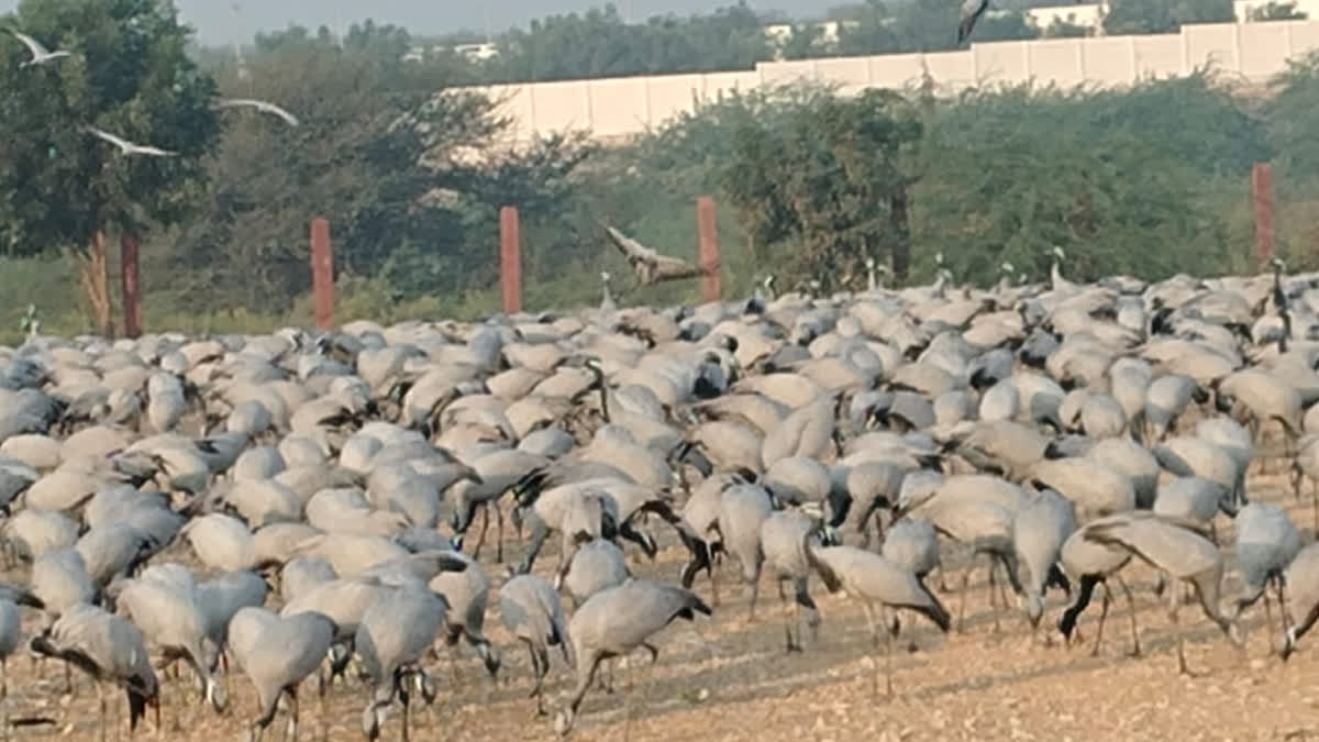 Death of Cranes in Phalodi