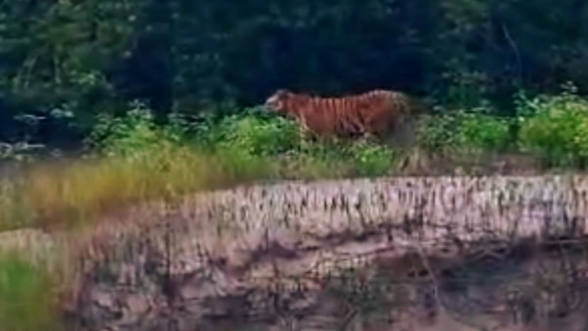 TIGER BACK TO FOREST IN KULTALI