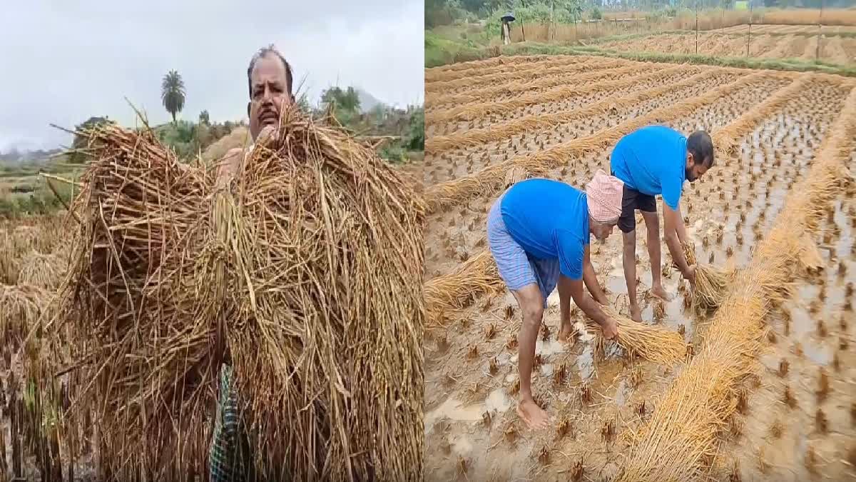 Paddy Crop Damage Due To Heavy Rainfall