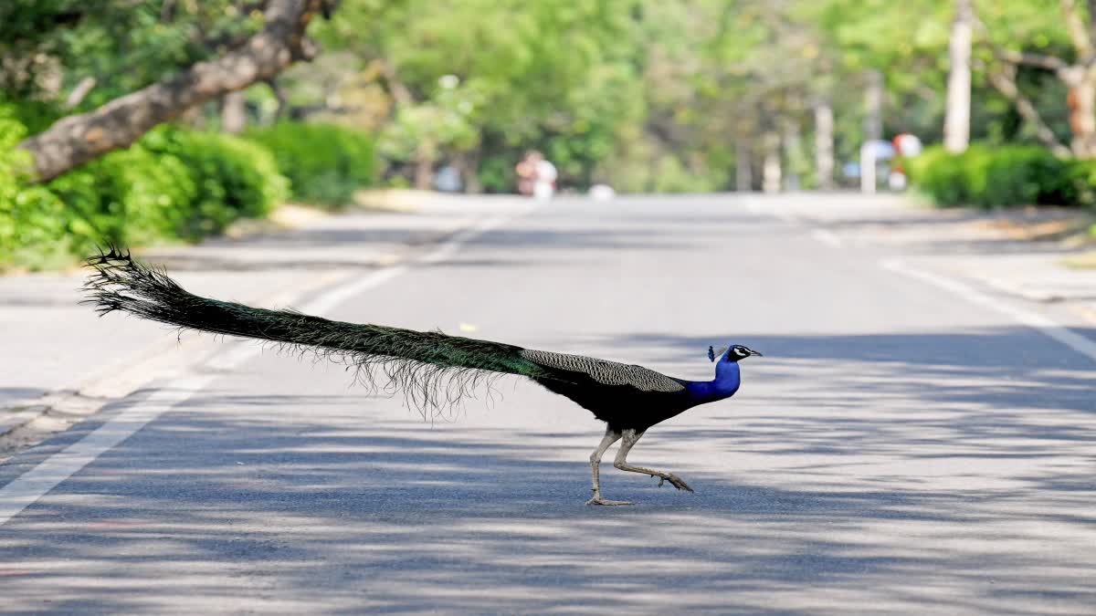 PEACOCK DEATH  PEACOCK  മയിലുകൾ ചാവുന്നു  PEACOCK DEATH IN KASARAGOD