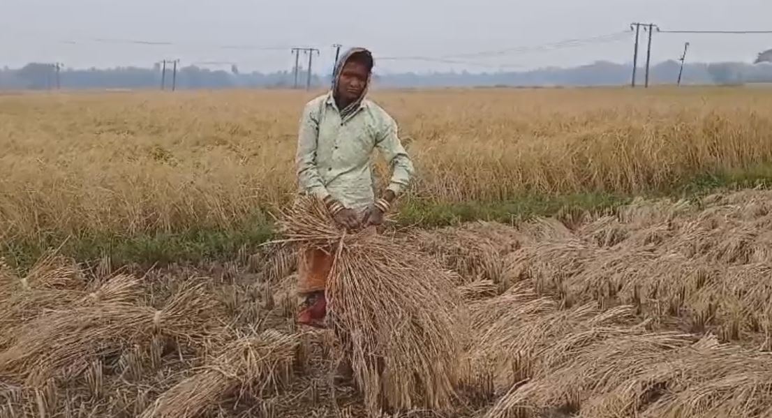 FARMERS ARE WORRIED ABOUT PADDY