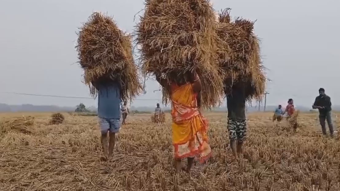 FARMERS ARE WORRIED ABOUT PADDY