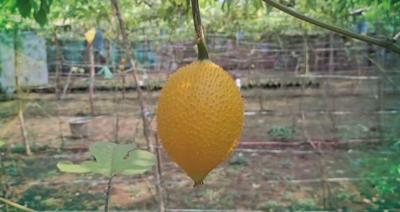 Innovative Young Farmer is Revolutionizing GAC Fruit Cultivation in Eluru