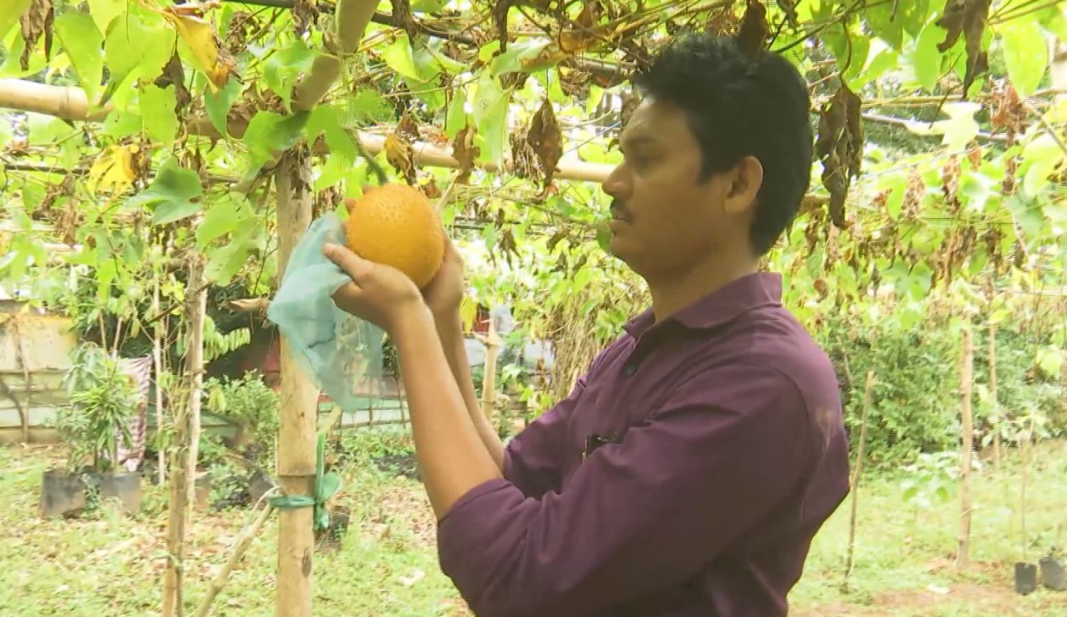 Innovative Young Farmer is Revolutionizing GAC Fruit Cultivation in Eluru