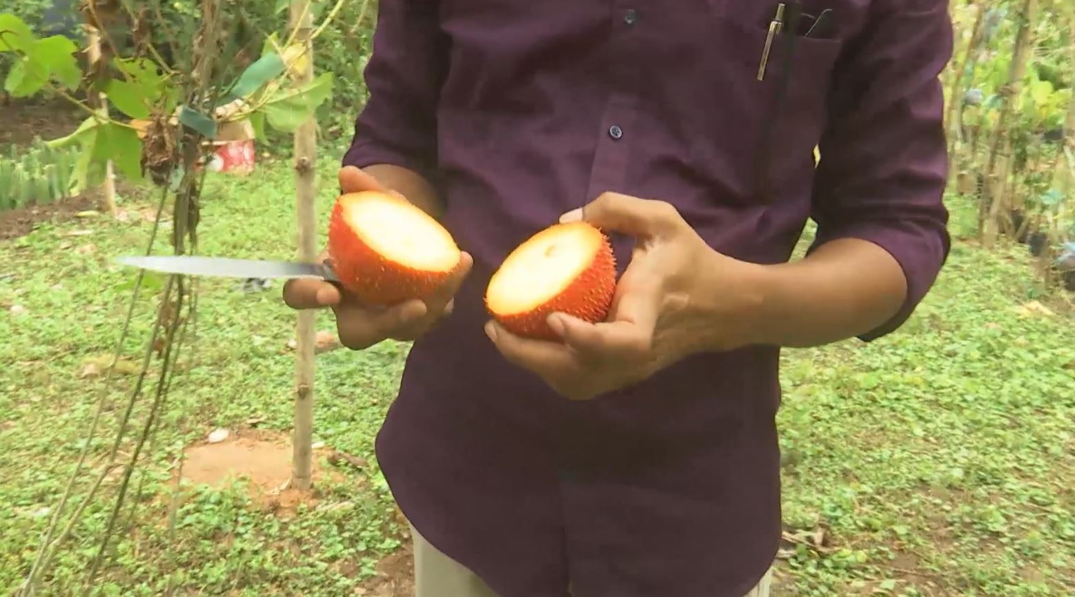 Innovative Young Farmer is Revolutionizing GAC Fruit Cultivation in Eluru