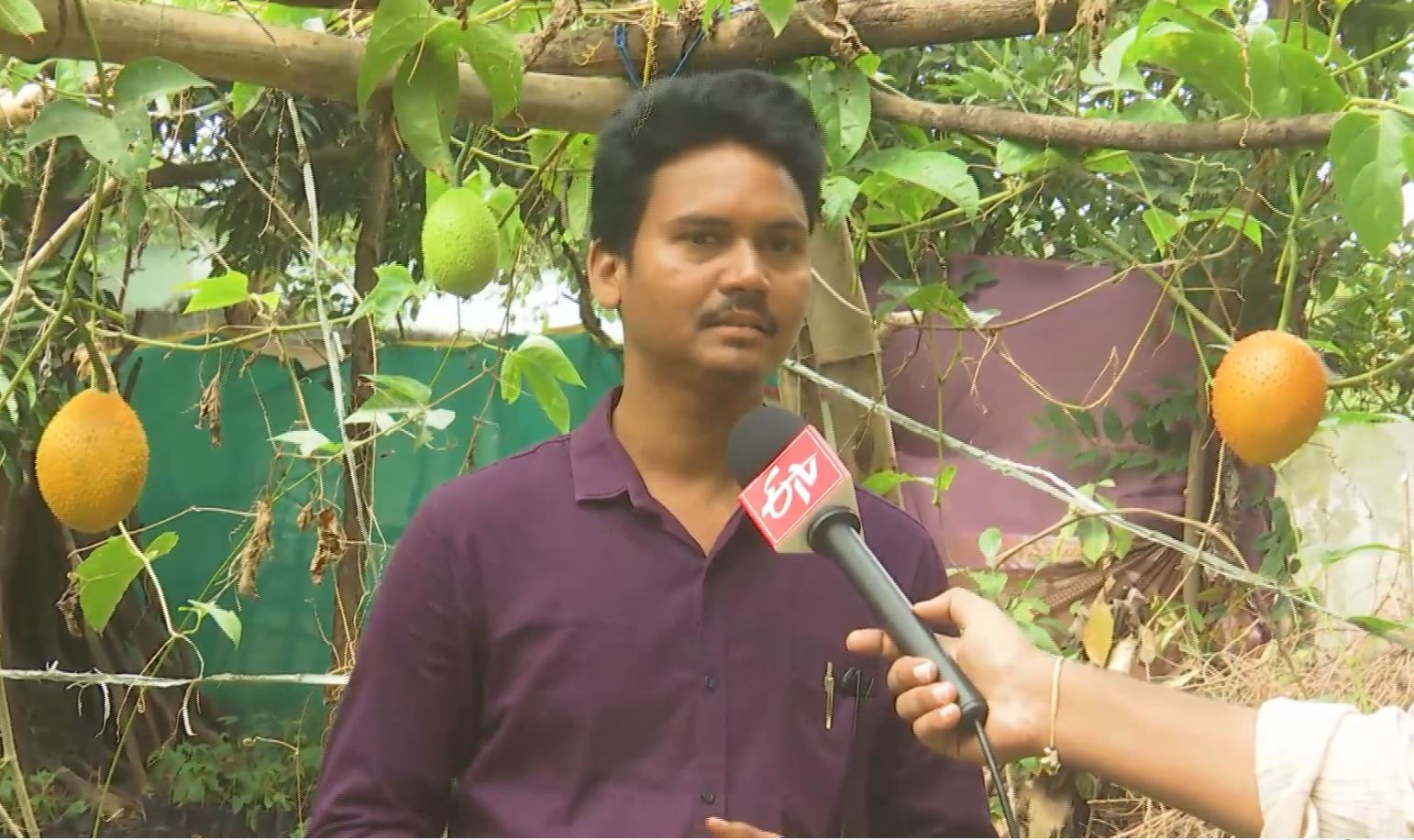 Innovative Young Farmer is Revolutionizing GAC Fruit Cultivation in Eluru