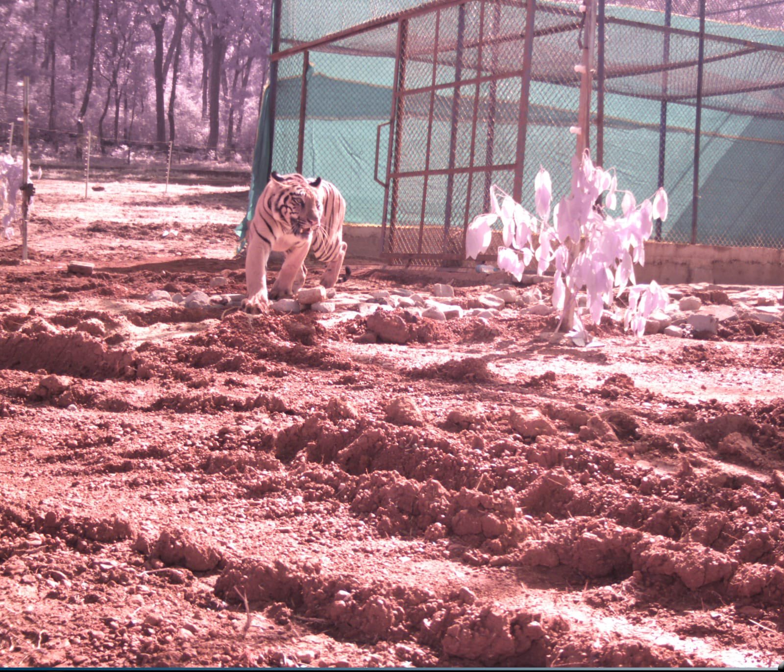 PCCF On Tiger Population In Odisha