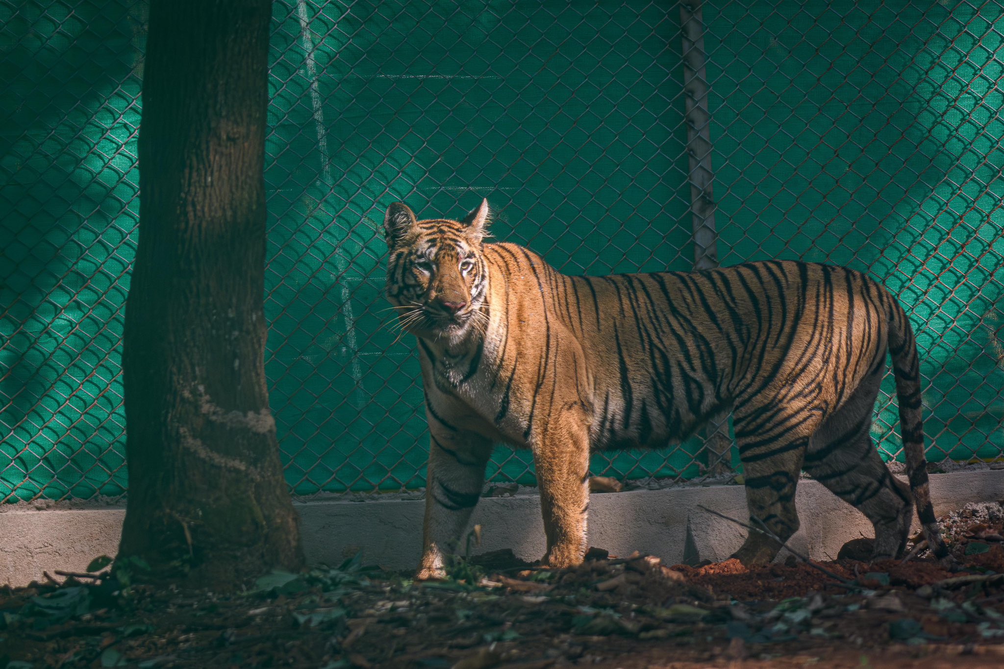 PCCF On Tiger Population In Odisha