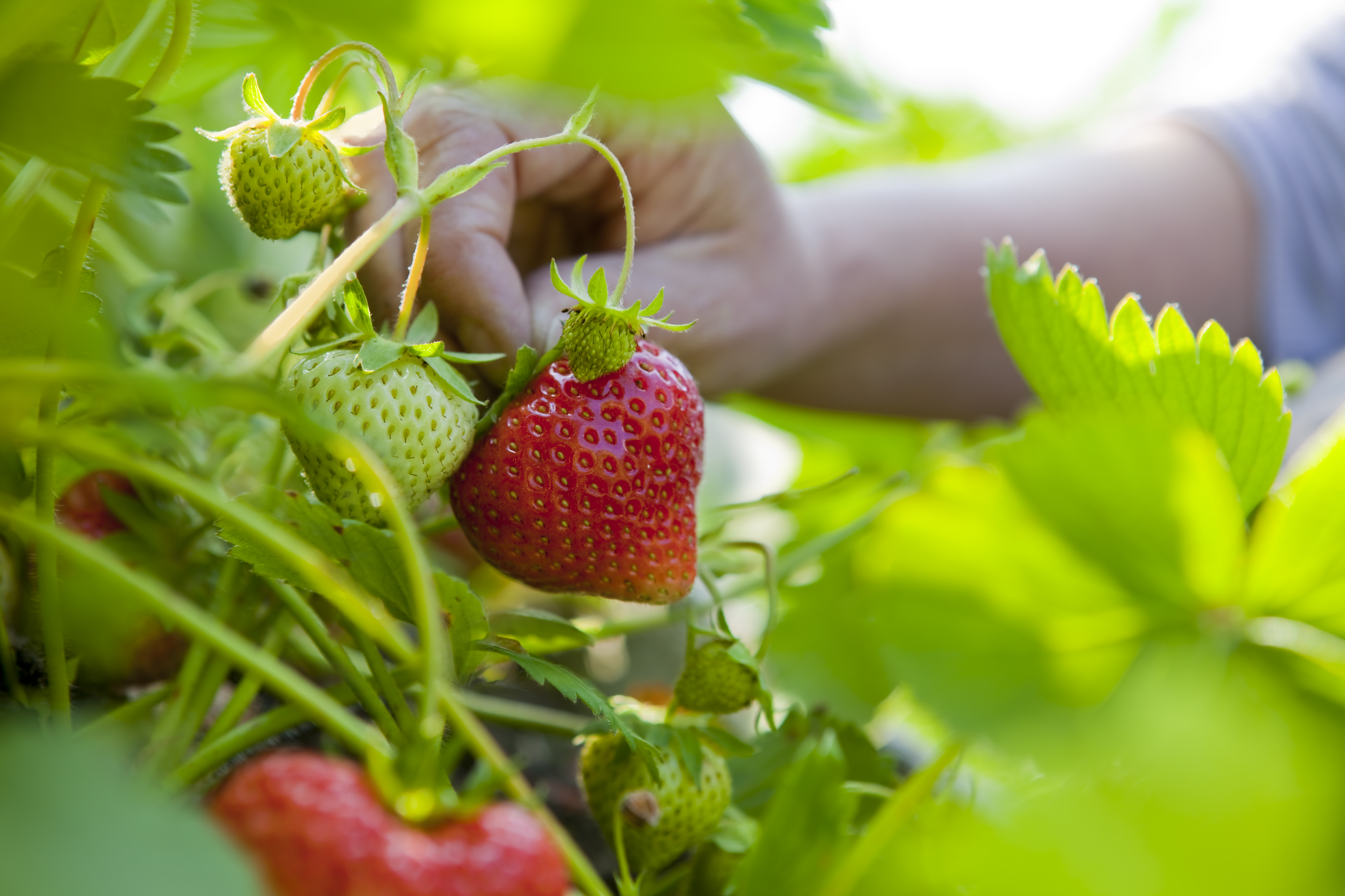 STRAWBERRY GROWING TIPS  STRAWBERRY BENEFITS  സ്‌ട്രോബറി വീട്ടില്‍ വളര്‍ത്താം  STRAWBERRY IN CONTAINERS