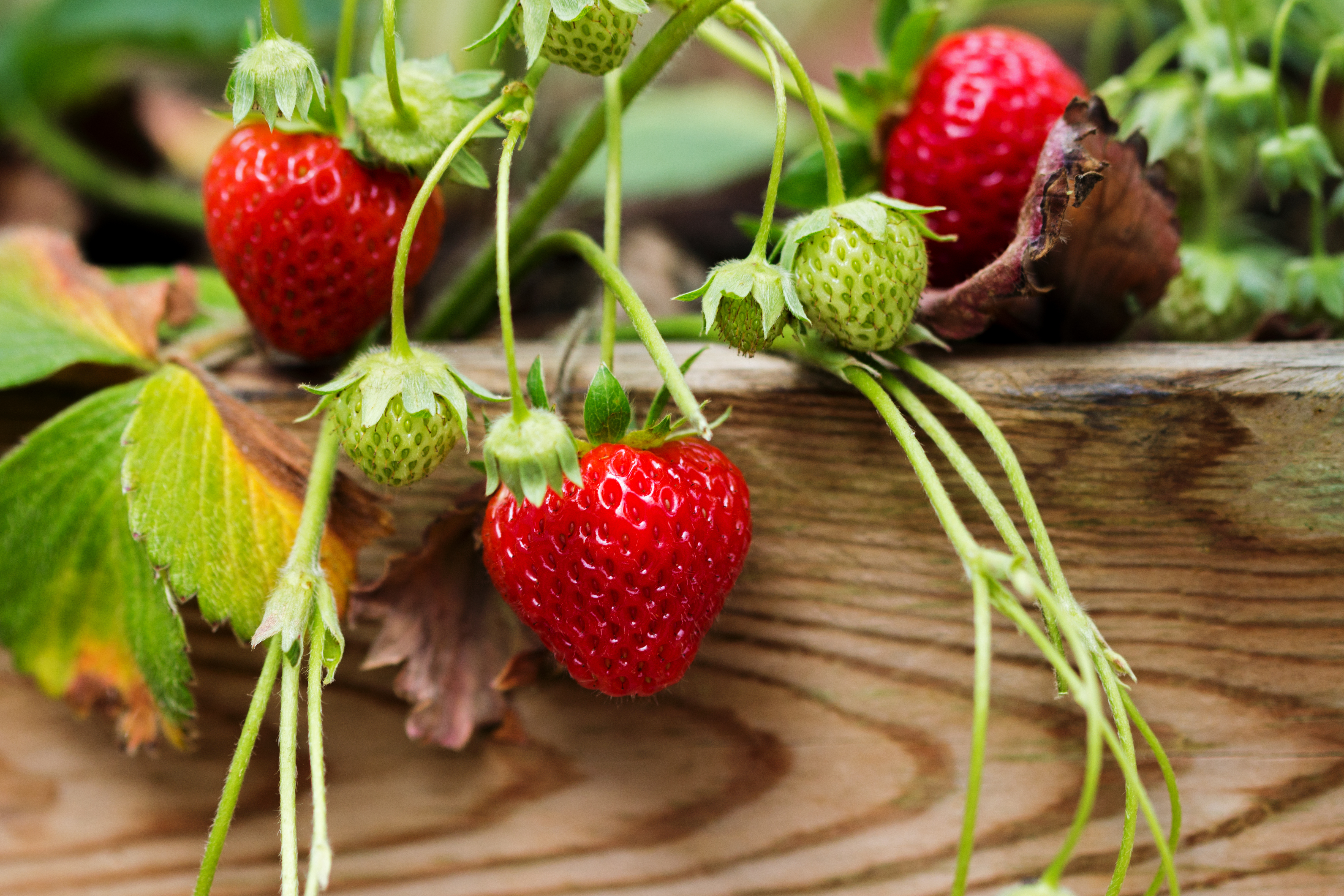 STRAWBERRY GROWING TIPS  STRAWBERRY BENEFITS  സ്‌ട്രോബറി വീട്ടില്‍ വളര്‍ത്താം  STRAWBERRY IN CONTAINERS