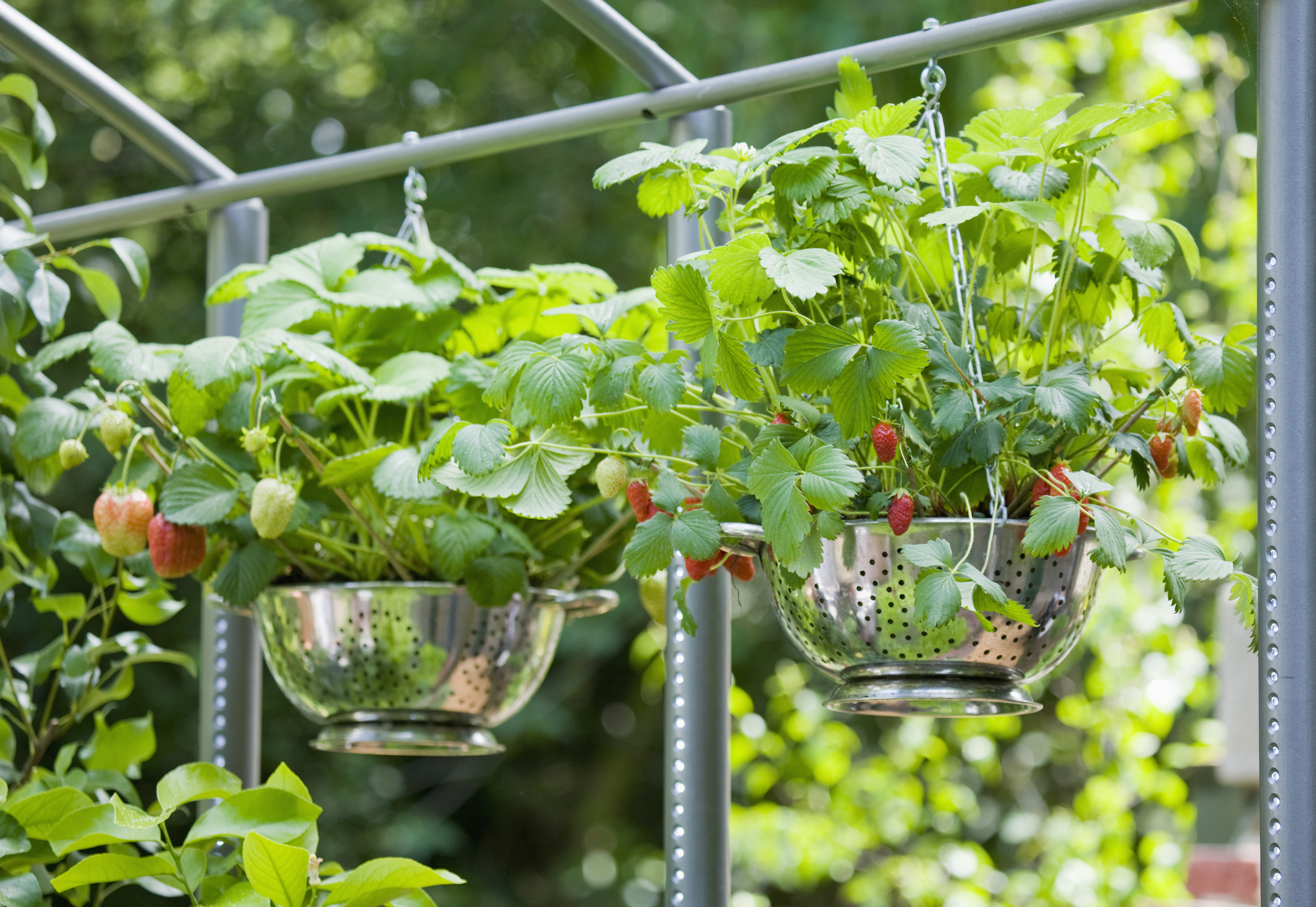 STRAWBERRY GROWING TIPS  STRAWBERRY BENEFITS  സ്‌ട്രോബറി വീട്ടില്‍ വളര്‍ത്താം  STRAWBERRY IN CONTAINERS