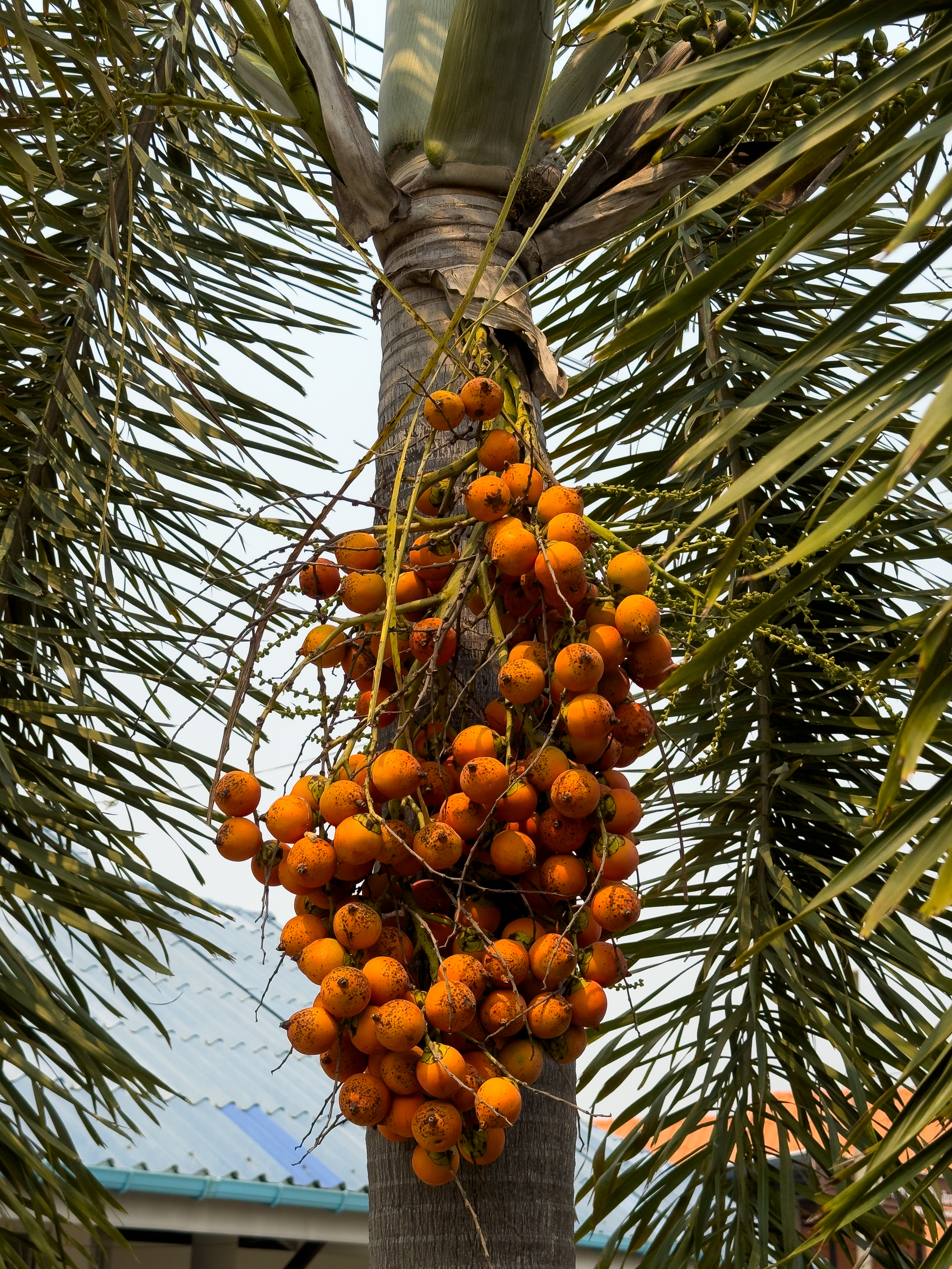 ARECA NUT PRICE INCREASED  BETEL NUT RATE HIKED IN KERALA  അടയ്‌ക്ക് വില വര്‍ധിച്ചു  കേരളം അടയ്‌ക്ക വില