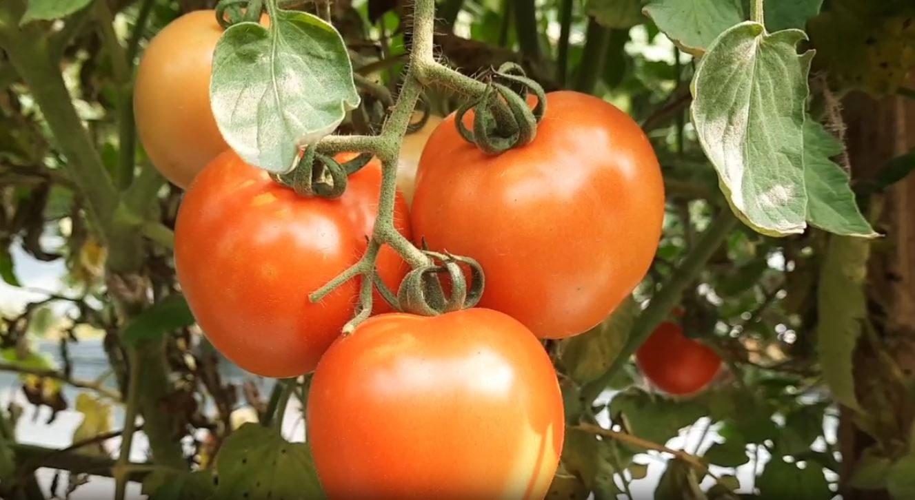 TOMATO CULTIVATION IN ANGUL