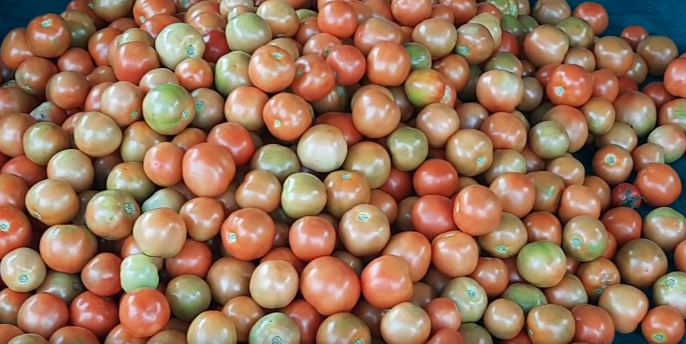 TOMATO CULTIVATION IN ANGUL